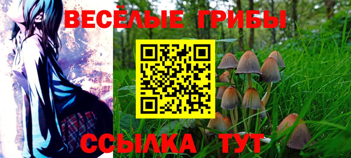 Галлюциногенные грибы Psilocybe Бийск